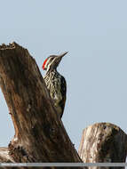 Image of Black-rumped Flameback