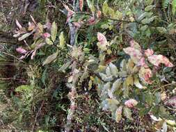 Image of Pseudowintera colorata (Raoul) Dandy