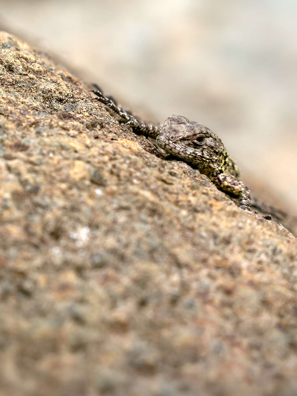 Image of Green Spiny Lizard