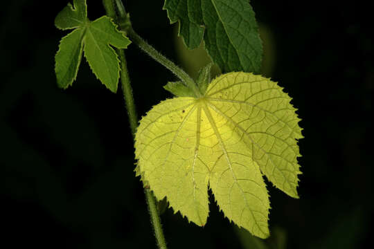 Plancia ëd Dalechampia capensis A. Spreng.