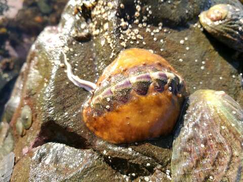 صورة Notoplax violacea (Quoy & Gaimard 1835)