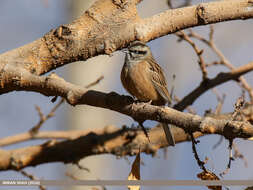 Image of European Rock Bunting