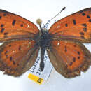 Lycaena kasyapa (Moore 1865) resmi