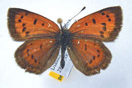 Слика од Lycaena kasyapa (Moore 1865)