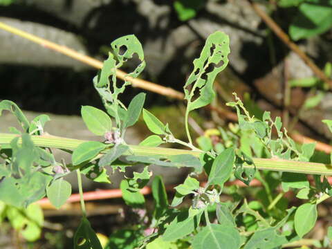 Imagem de Chenopodium album L.