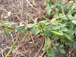 Image of fringed spiderflower