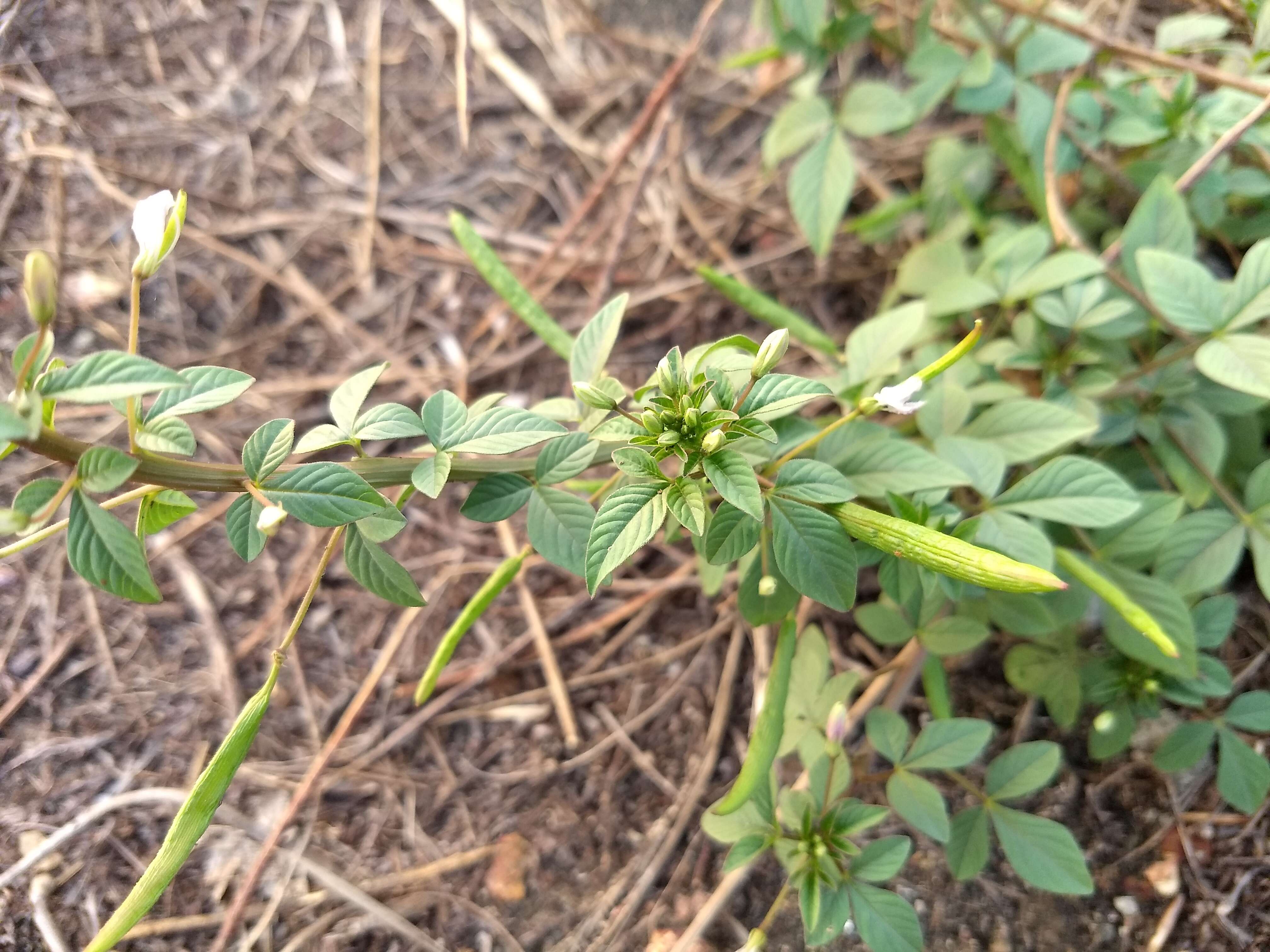 Image of fringed spiderflower