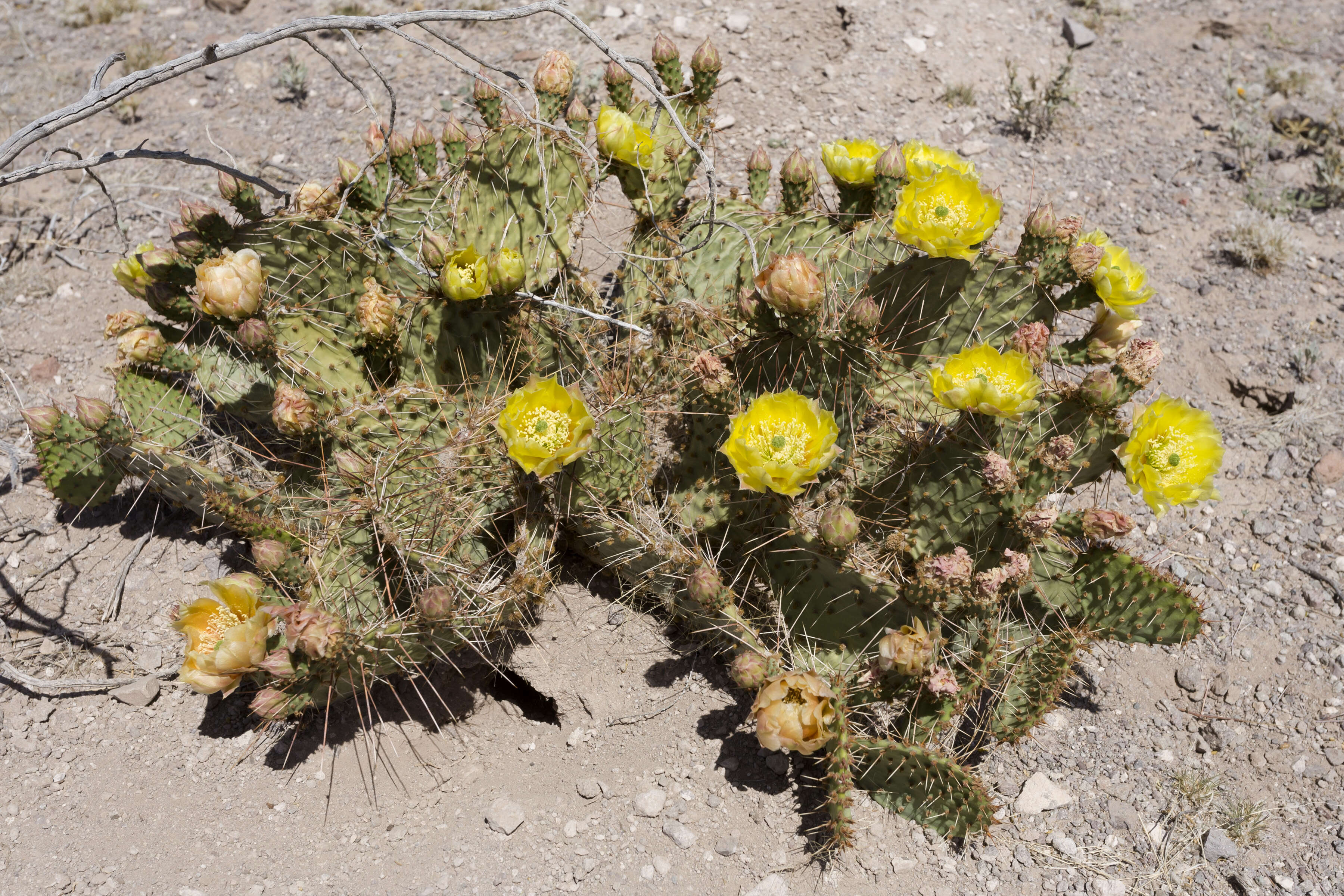 Image of Brownspine Pricklypear