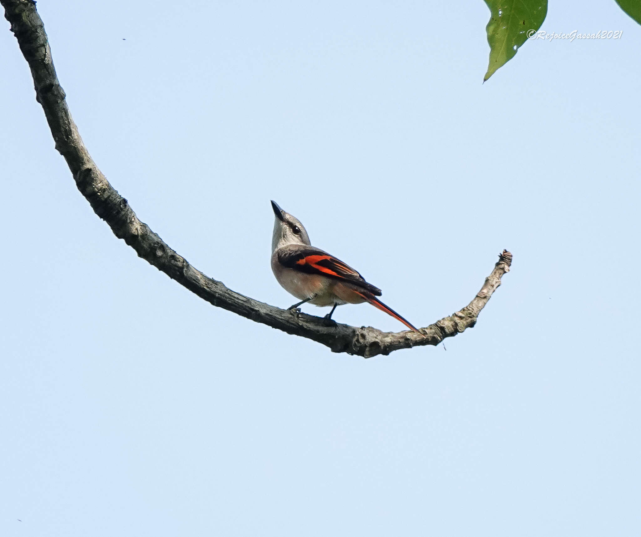 Image of Rosy Minivet