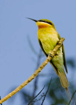 Image of Blue-tailed Bee-eater