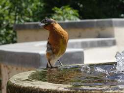 Image of Black-headed Grosbeak