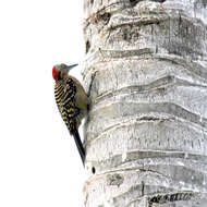 Image of Hispaniolan Woodpecker