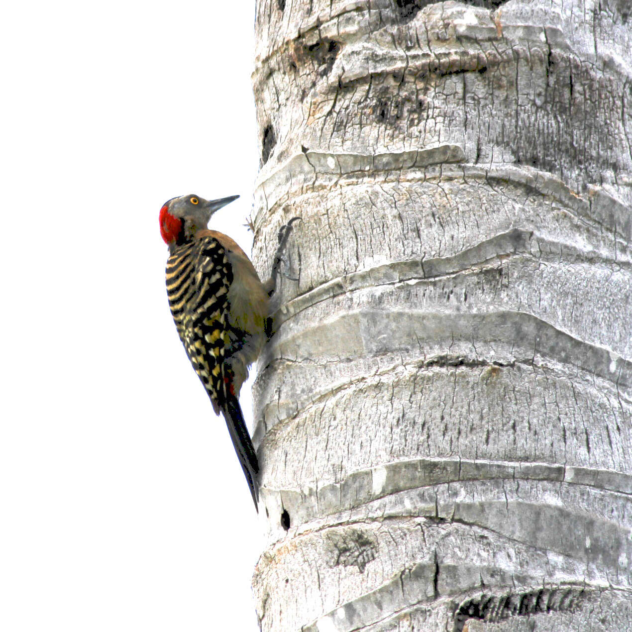 Image of Hispaniolan Woodpecker