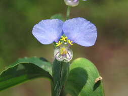 Image of Blousel Blommetjie