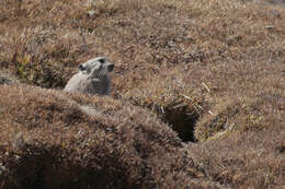 Image of Black-lipped Pika