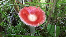 Image of Russula emetica (Schaeff.) Pers. 1796