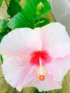 Imagem de Hibiscus cannabinus L.