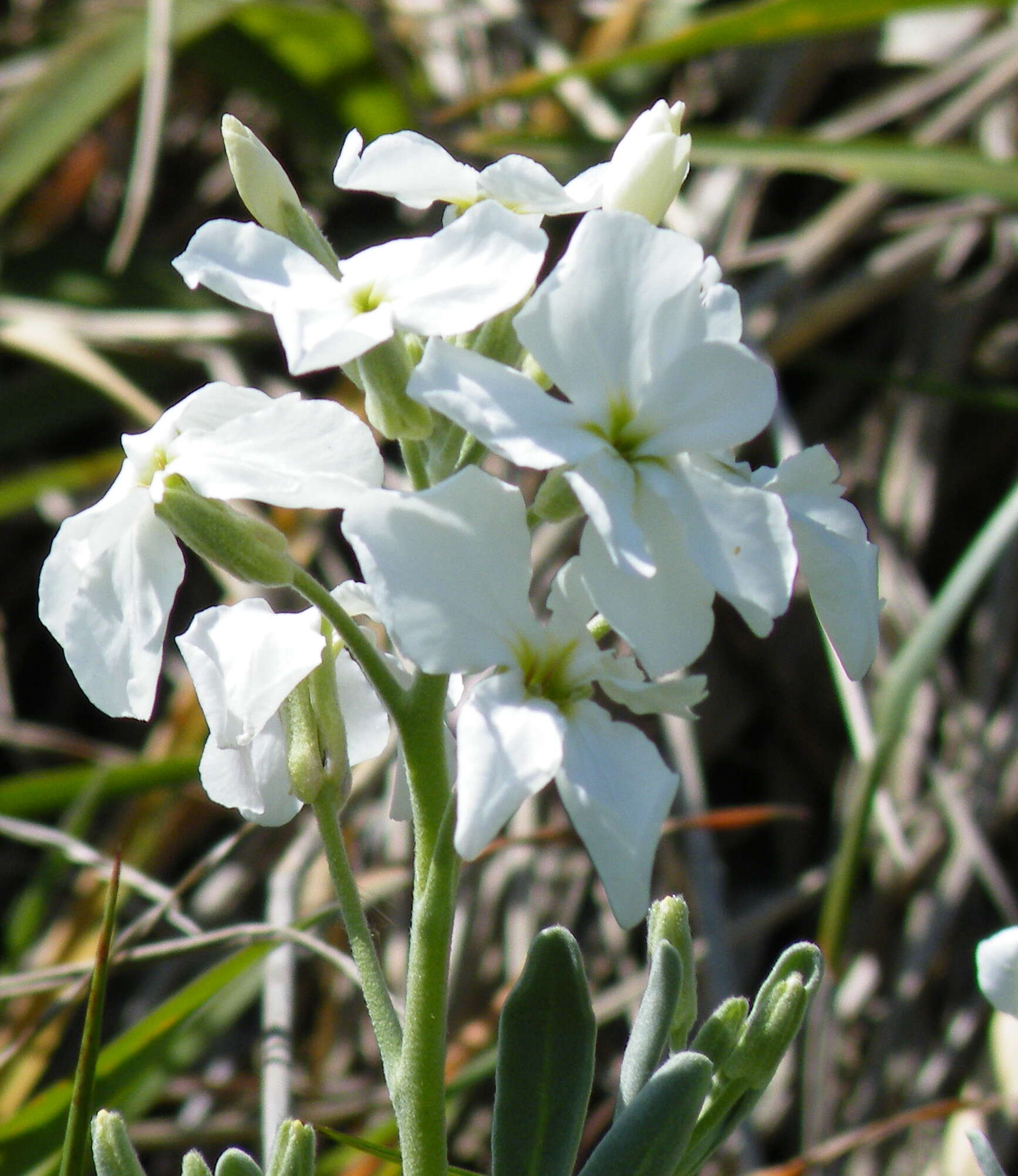 Plancia ëd Matthiola incana (L.) W. T. Aiton