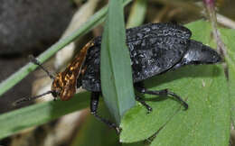 صورة Oiceoptoma thoracicum (Linnaeus 1758)