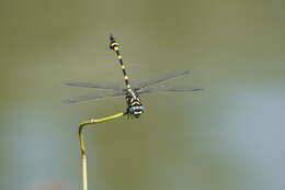 صورة Ictinogomphus rapax (Rambur 1842)