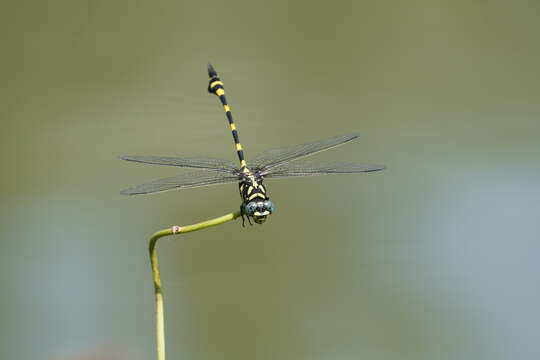 صورة Ictinogomphus rapax (Rambur 1842)