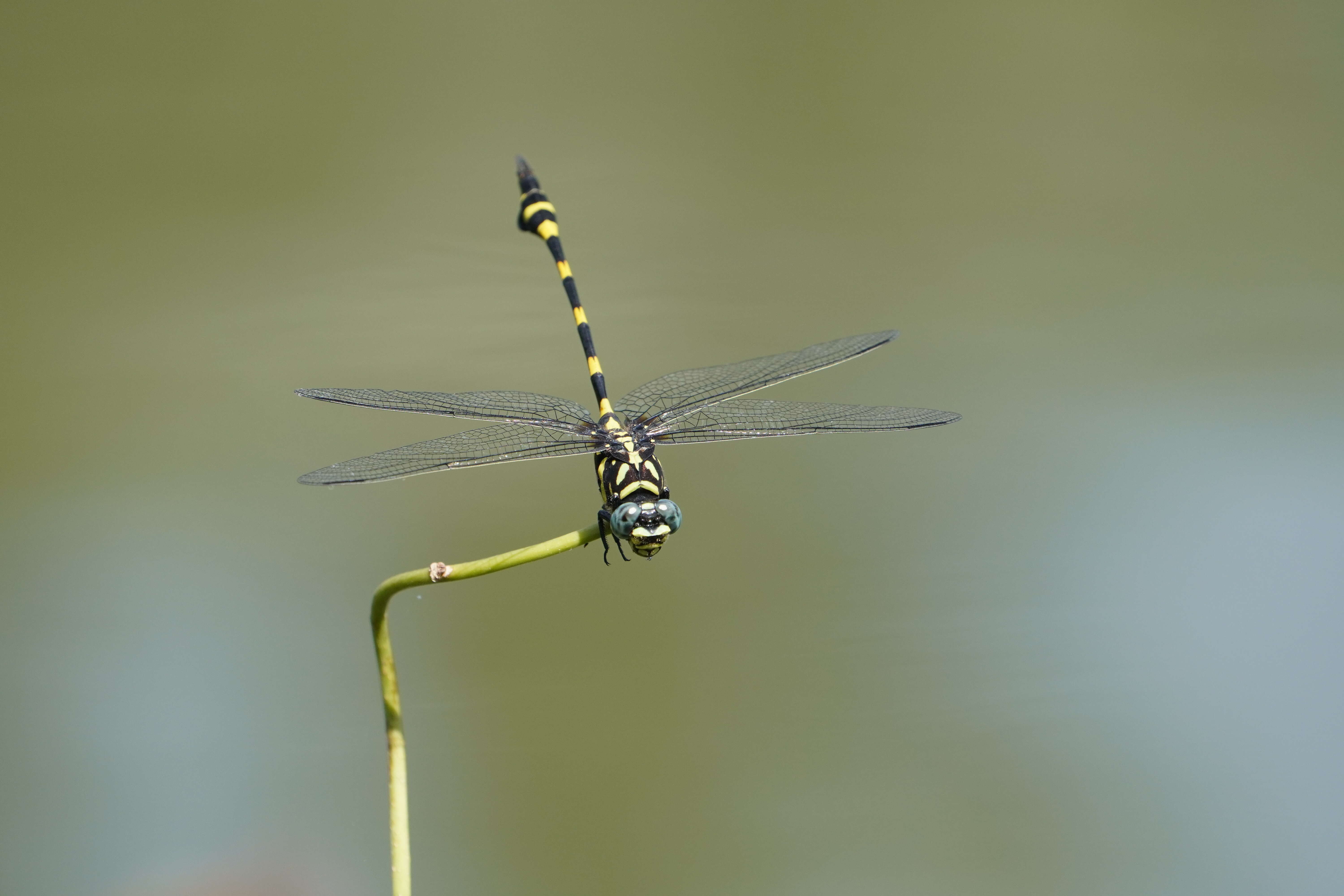 صورة Ictinogomphus rapax (Rambur 1842)