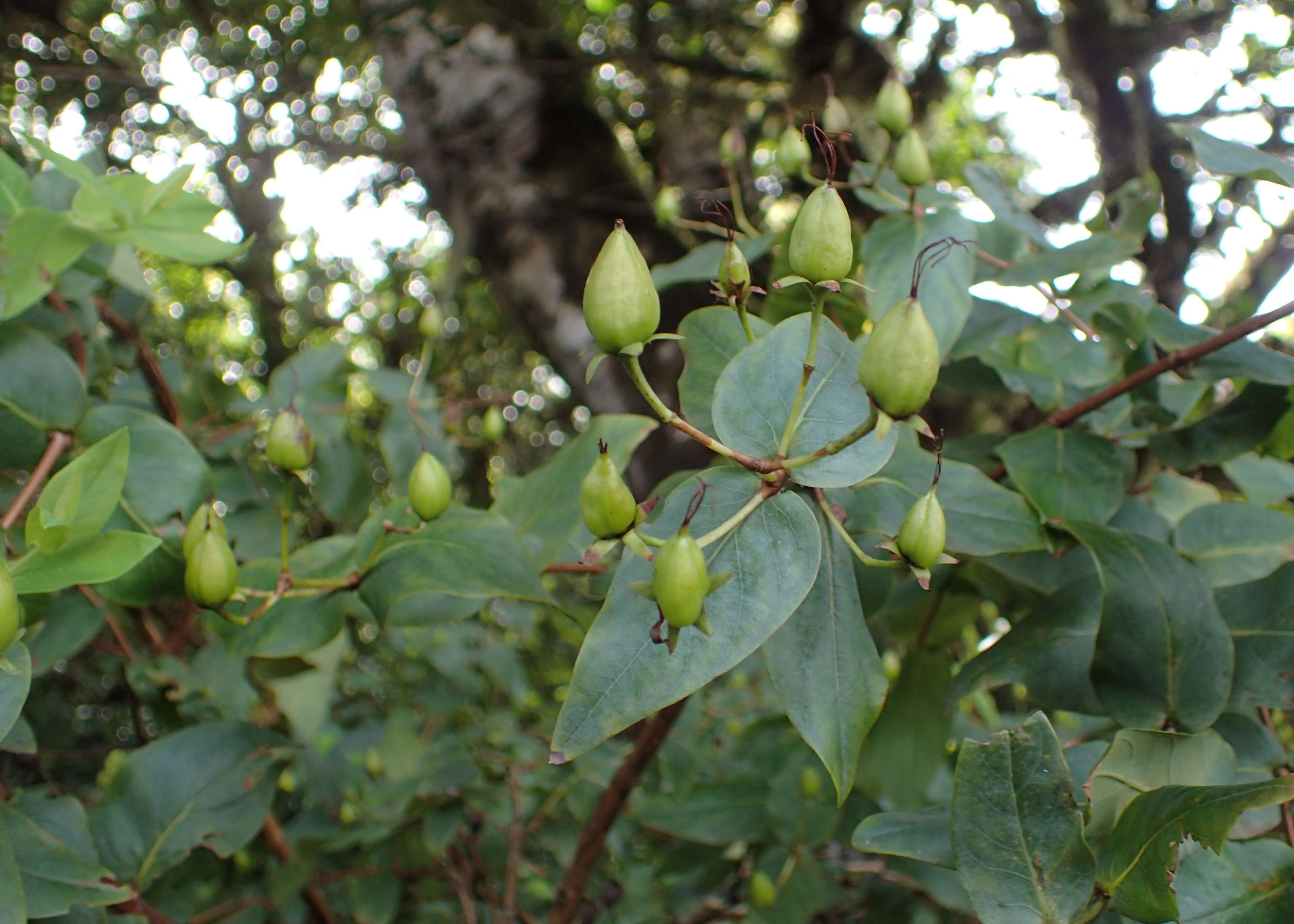 Image of Hypericum grandifolium Choisy