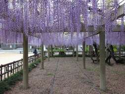 Plancia ëd Wisteria floribunda (Willd.) DC.