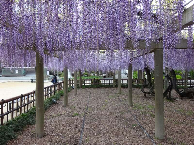 Plancia ëd Wisteria floribunda (Willd.) DC.