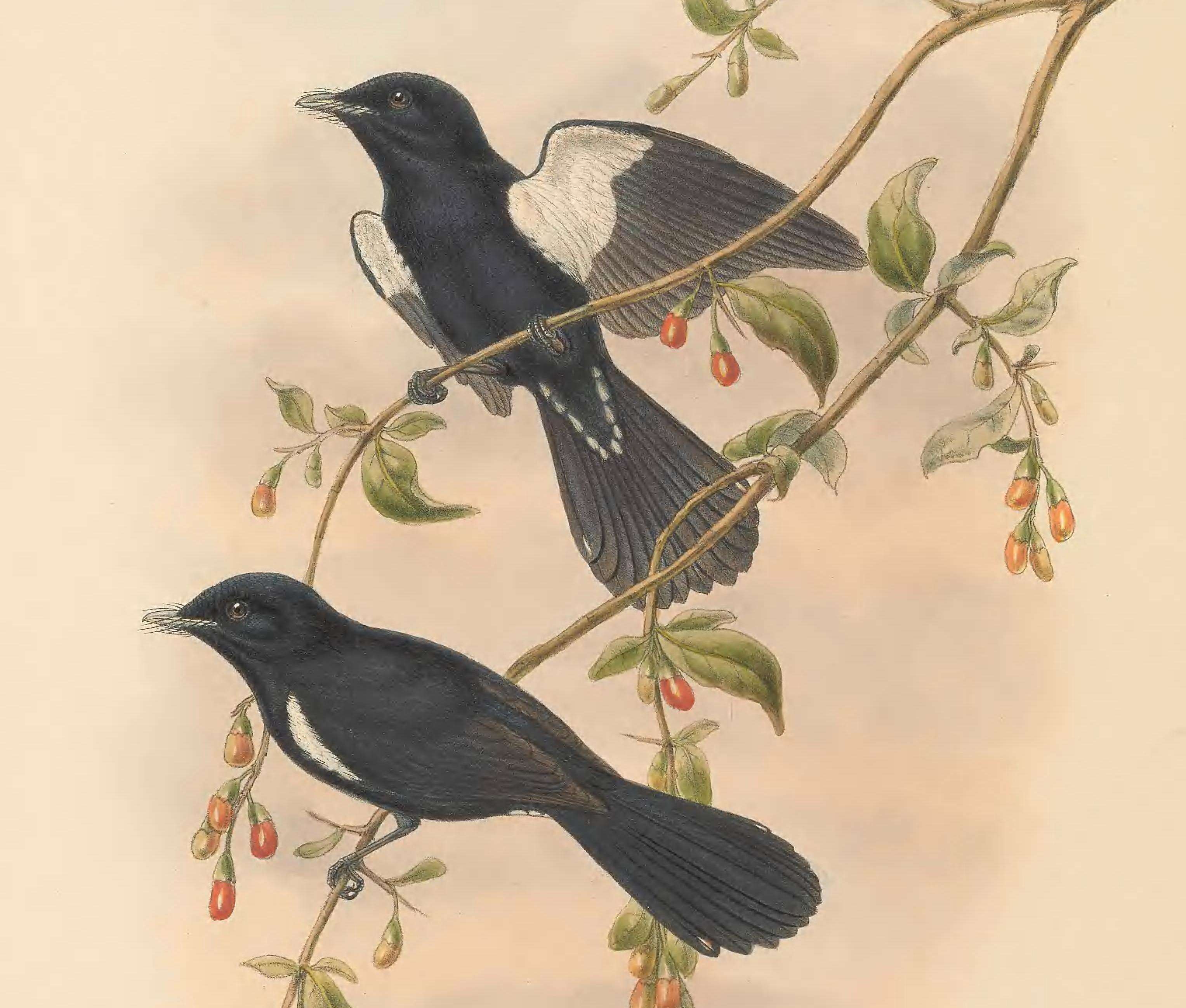 Image of Black Monarch