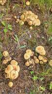 Pholiota squarrosa (Vahl) P. Kumm. 1871 resmi