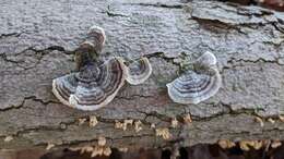 Image of Turkey Tail