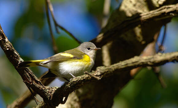 Image of American Redstart