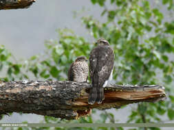 Image of Eurasian Sparrowhawk