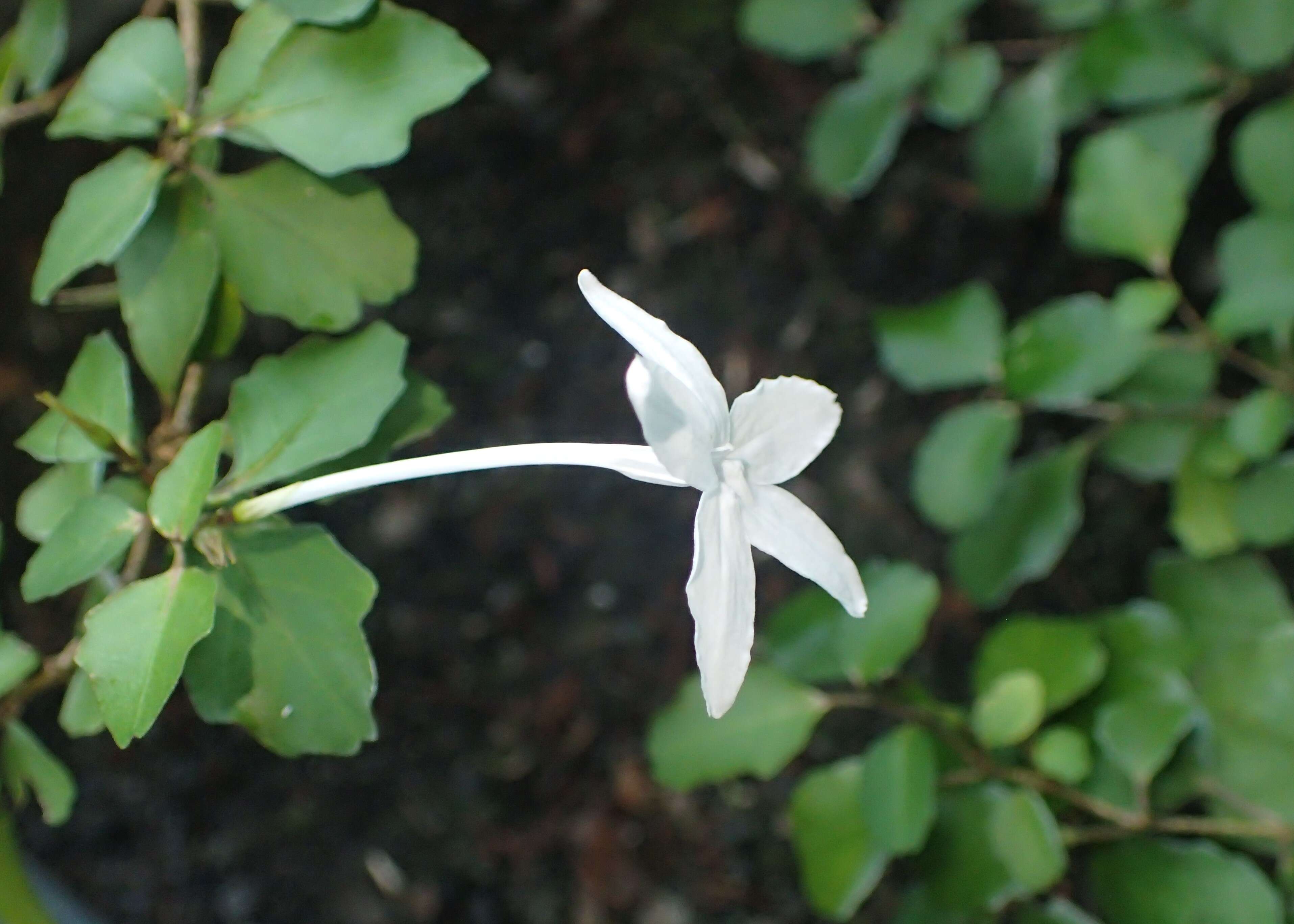 Image of Pseuderanthemum repandum subsp. tuberculatum (Hook. fil.) H. Heine