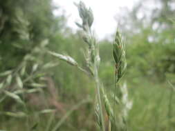 Image of erect brome