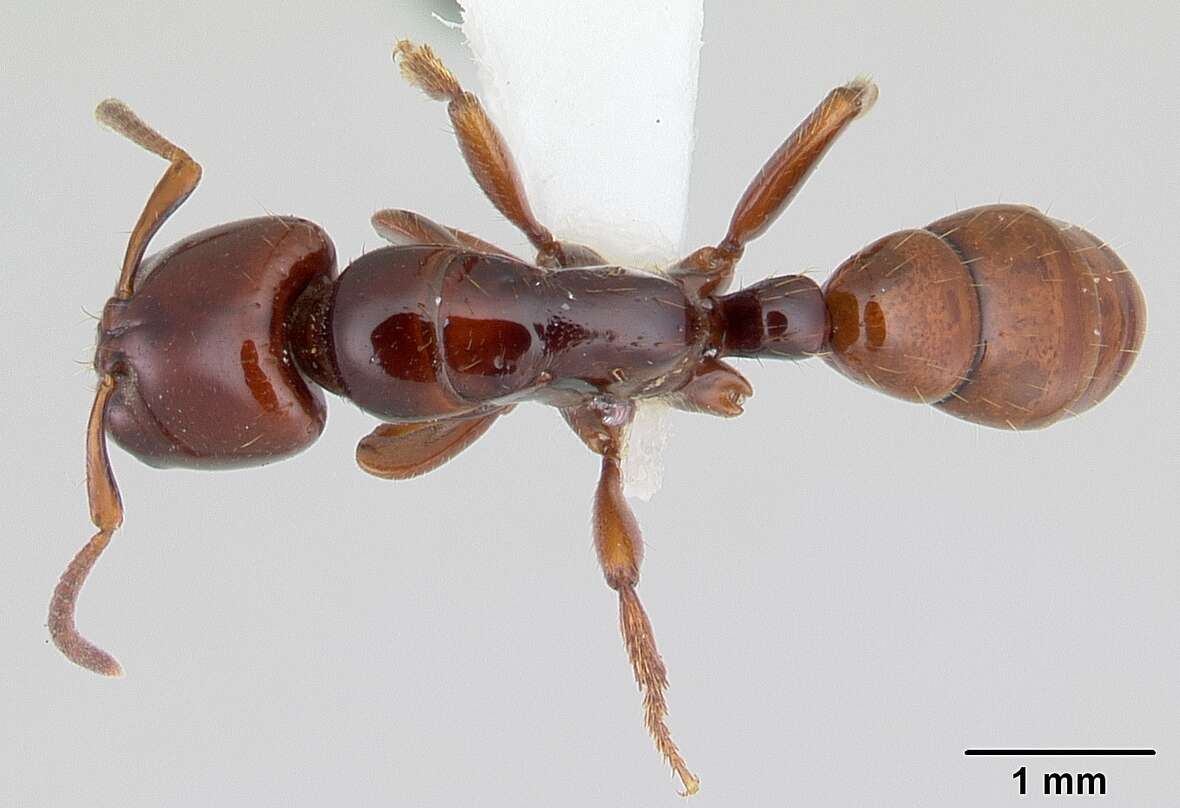 Imagem de Centromyrmex secutor