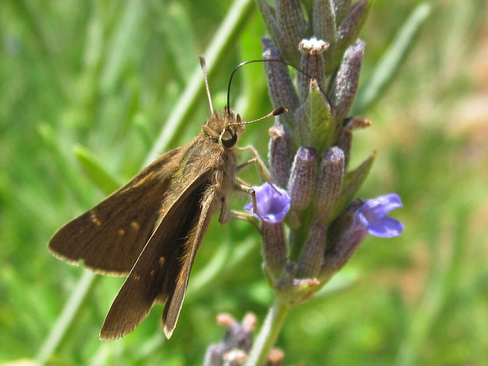 Image of Eufala Skipper