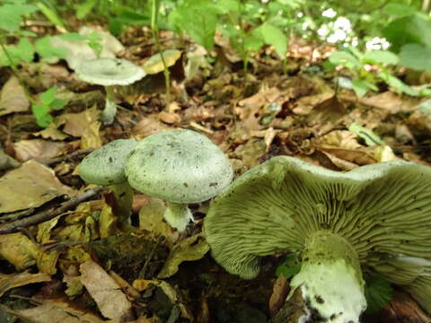 Image of Clitocybe odora (Bull.) P. Kumm. 1871