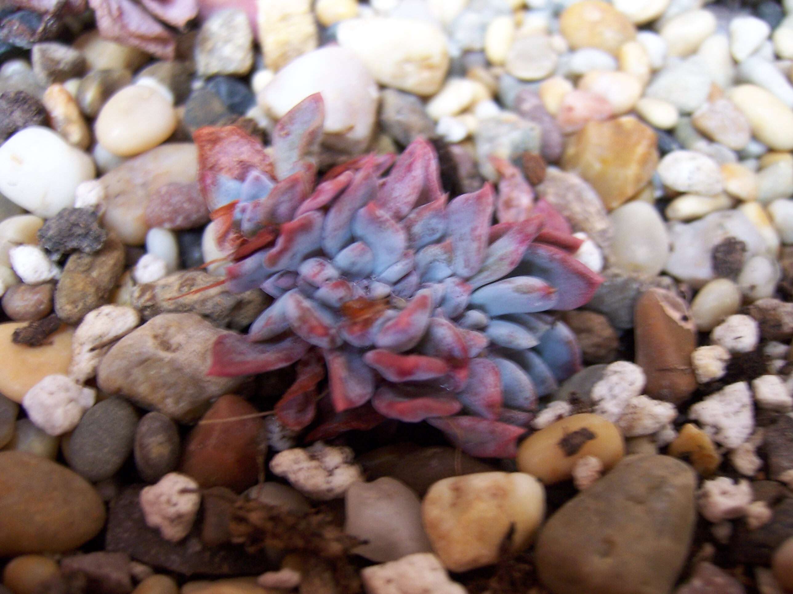 Image of hens and chicks