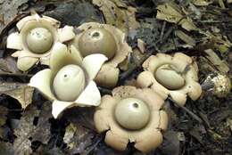 Image of Geastrum saccatum