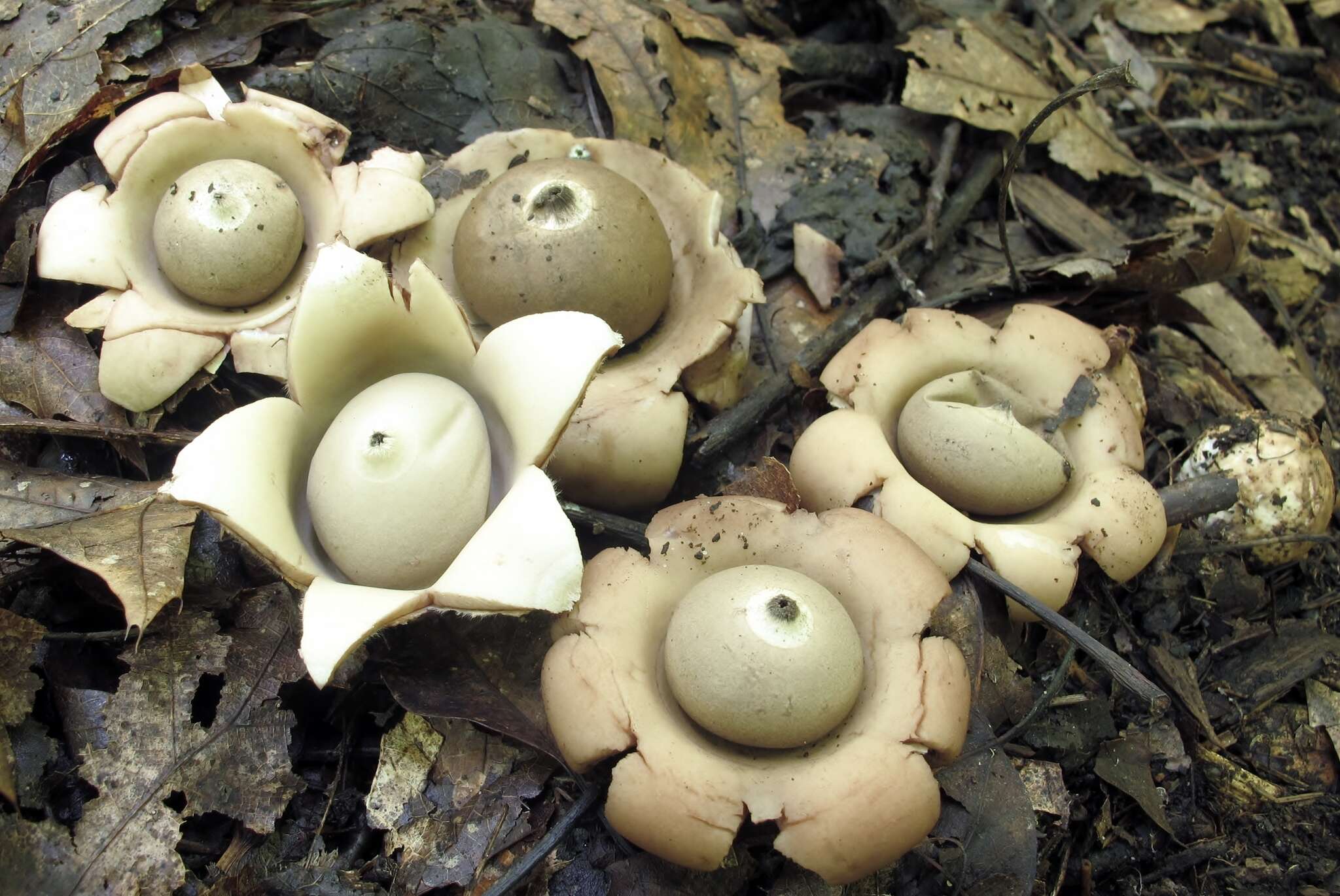 Image of Geastrum saccatum