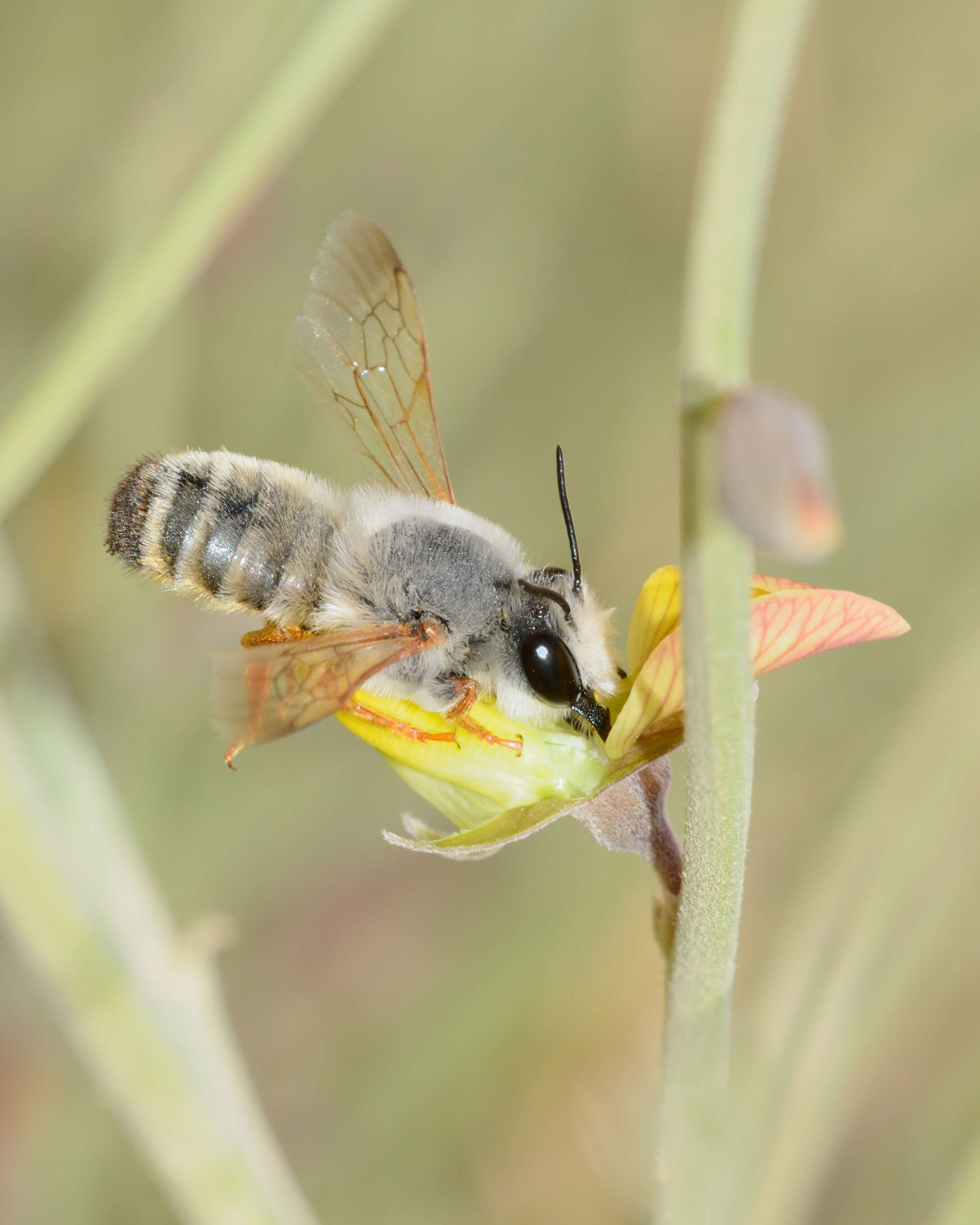 Image of Megachile atrocastanea (Alfken 1932)