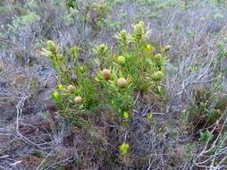 Image of Leucadendron platyspermum R. Br.