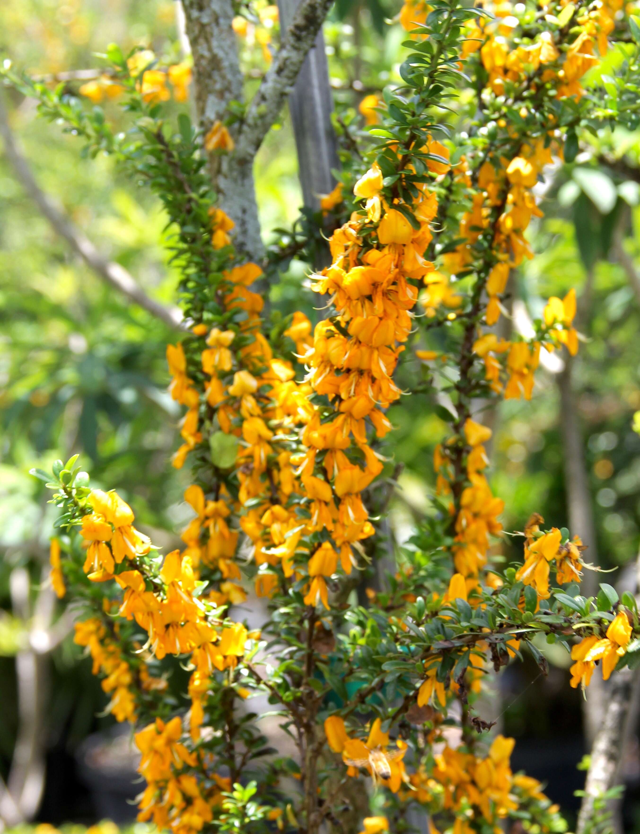 Image of West indian ebony