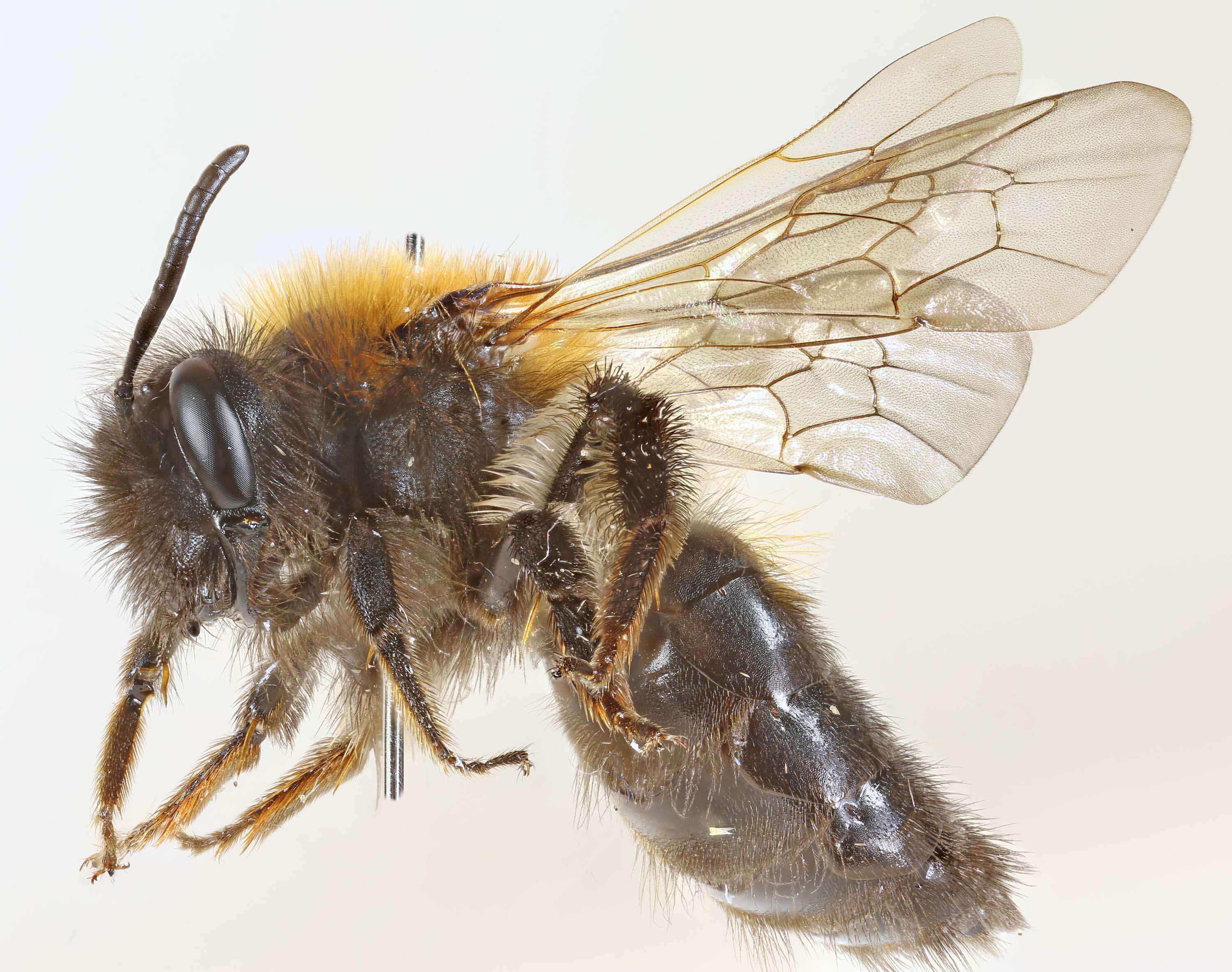 Image of Andrena lapponica Zetterstedt 1838