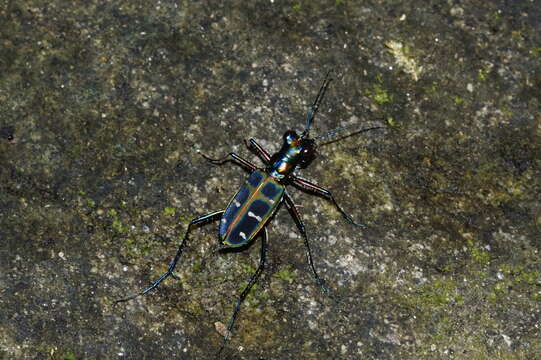 Image of Cicindela (Cosmodela) duponti Dejean 1826