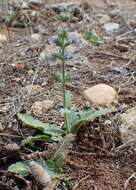 Image of verbena sage