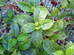 Plancia ëd Psychotria ligustrifolia (Northr.) Millsp.