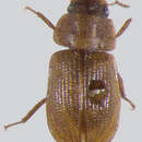 صورة Acidocerus aphodioides Klug 1855